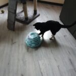 Torre con bolitas para gatos juguete interactivos como entretener a gatitos con juguetes