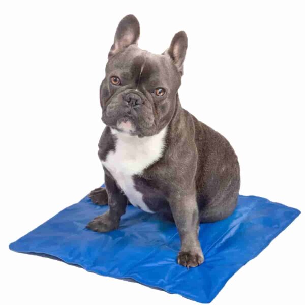 Pet Cool Mat Mi perro tiene mucho calor perro sufriendo de calor Cool Mat para perros Cool mas para gatos Colchoneta auto refrigerante colchoneta que enfria colchoneta enfriante para mascotas Cool Mat con diseños Colchonetas refrigerantes con diseño Manta refrigente para gatos