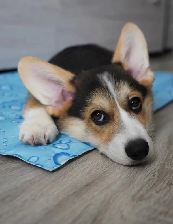 Pet Cool Mat Mi perro tiene mucho calor perro sufriendo de calor Cool Mat para perros Cool mas para gatos Colchoneta auto refrigerante colchoneta que enfria colchoneta enfriante para mascotas Cool Mat con diseños Colchonetas refrigerantes con diseño Manta refrigente para gatos